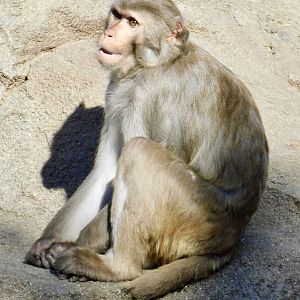 Rhesus Macaque (Macaca mulatta) - Tobu Zoo November 15, 2025