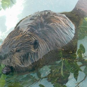 North American Beaver (Castor canadensis) - Tobu Zoo November 15, 2025