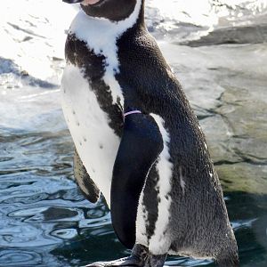 Humboldt Penguin (Spheniscus humboldti) - Tobu Zoo November 15, 2025