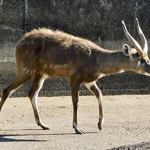 Sitatunga (Tragelaphus spekii) - Tobu Zoo November 15, 2025