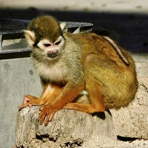 Common Squirrel Monkey (Saimiri sciureus) - Tobu Zoo November 15, 2025