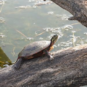 Painted Turtle