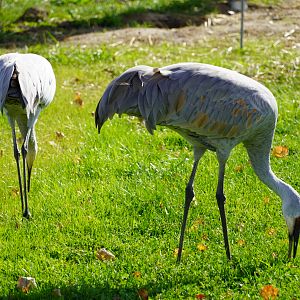 Sandhill Cranes