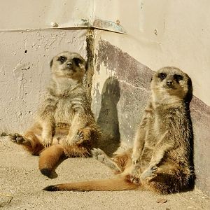 Two Meerkats (Suricata suricatta) - Tobu Zoo November 15, 2025