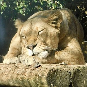 Female African Lion (Panthera leo) - Tobu Zoo November 15, 2025