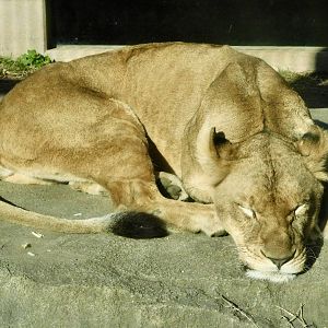 Female African Lion (Panthera leo) - Tobu Zoo November 15, 2025