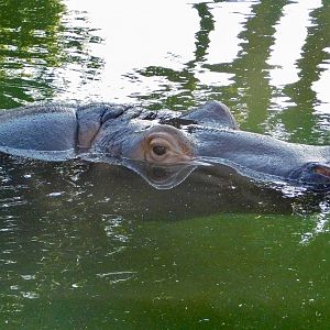 Hippopotamus (Hippopotamus amphibius) - Tobu Zoo November 15, 2025