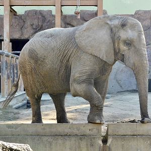 African Elephant (Loxodonta africana)  - Tobu Zoo November 15, 2025