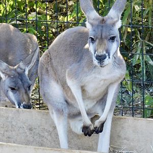 Red Kangaroo (Osphranter rufus) - Tobu Zoo November 15, 2025