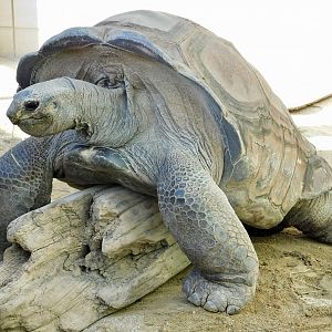 Aldabra Giant Tortoise (Aldabrachelys gigantea) - Tobu Zoo November 15, 2025