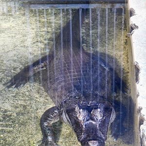 Spectacled Caiman (Caiman crocodilus) - Tobu Zoo November 15, 2025