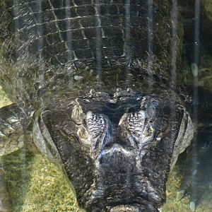 Spectacled Caiman (Caiman crocodilus) - Tobu Zoo November 15, 2025