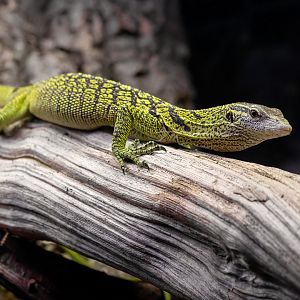 Reisinger's tree monitor (Varanus reisingeri)