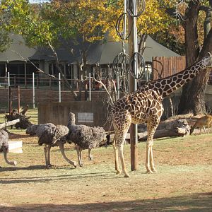 Giraffe, female Ostriches, and female Nile Lechwe