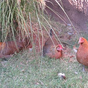 Red Junglefowl hens