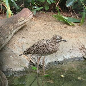 Spotted (Cape) Thick-knee
