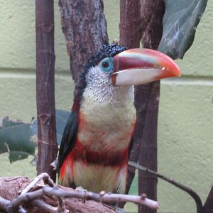 Curl-crested Aracari