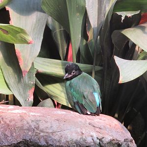Hooded Pitta