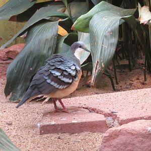 Luzon Bleeding-Heart Dove