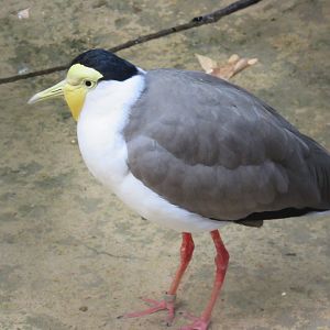 Masked Lapwing