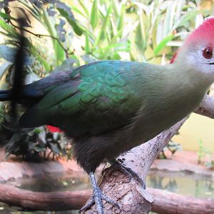 Red-crested Turaco