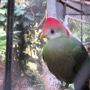 Red-crested Turaco