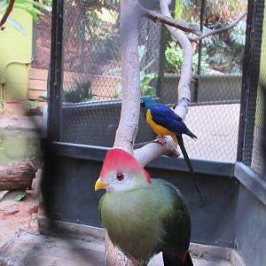 Red-crested Turaco and Golden-breasted Starling (aka Royal Starling)