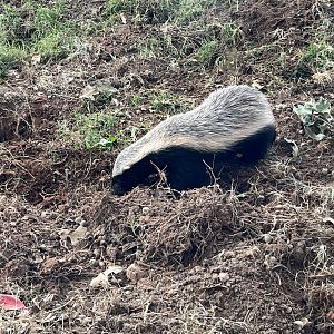 Honey Badger (female)