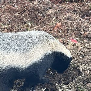 Honey Badger (male)