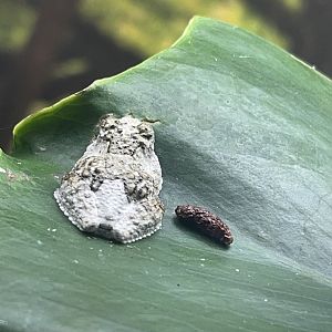 Bird Poop Treefrog (Dendropsophus marmoratis)