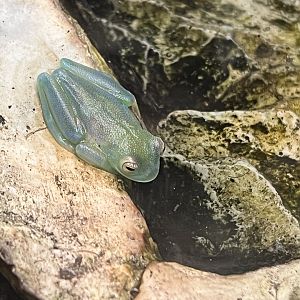 Granulated Glass Frog (Cochranella granulosa)