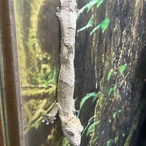 Henkel's Leaf-tailed Gecko (Uroplatus henkeli)