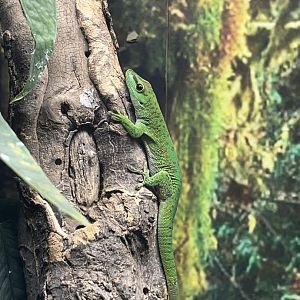 Madagascar Giant Day Gecko