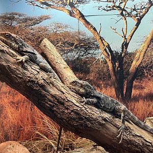 Frilled Lizard (Chlamydosaurus kingii)