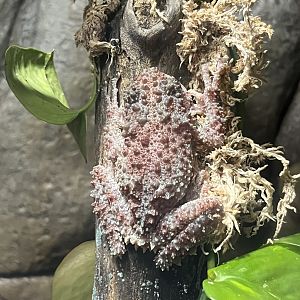 Mossy Frog (Theloderma corticale)