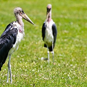 Marabou storks