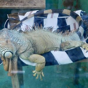 Green Iguana (Iguana iguana) - Tobu Zoo November 15, 2025