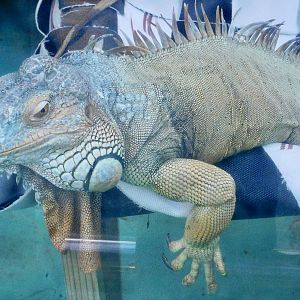Green Iguana (Iguana iguana) - Tobu Zoo November 15, 2025