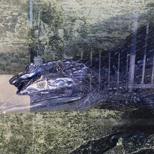 Spectacled Caiman (Caiman crocodilus) - Tobu Zoo November 15, 2025
