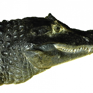Spectacled Caiman Without Backgrounds