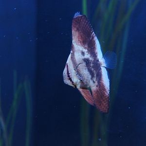 Orbicular Batfish