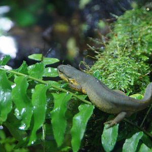 Eastern Newt