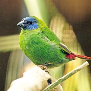 Blue-faced Parrot finch