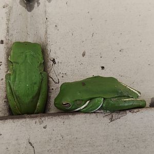 White-lipped Tree Frogs (Litoria infrafrenata)