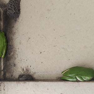White-lipped Tree Frogs (Litoria infrafrenata)