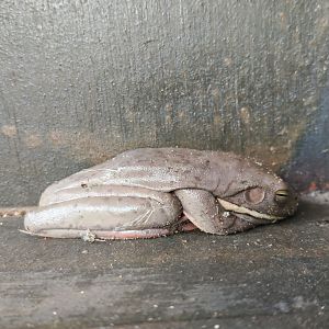White-lipped Tree Frog (Litoria infrafrenata)