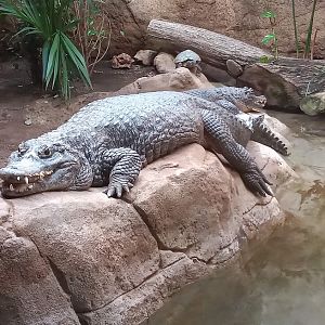 Yacare caimans