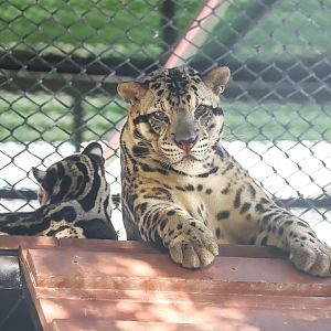 Sriayuthaya Lion Park - Sunda clouded leopard