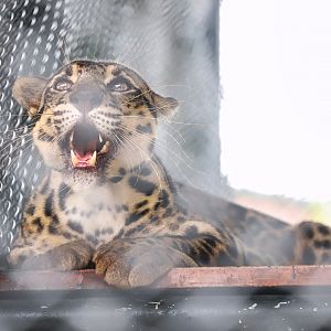 Sriayuthaya Lion Park - Sunda clouded leopard