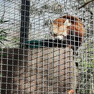 Red Panda - Ruskin
